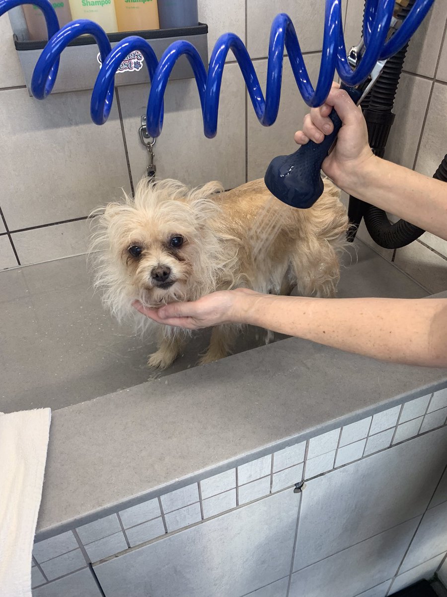 Pre birthday bath. I wasn’t too thrilled 😁 I was bribed with a milkbone 😂 🐕