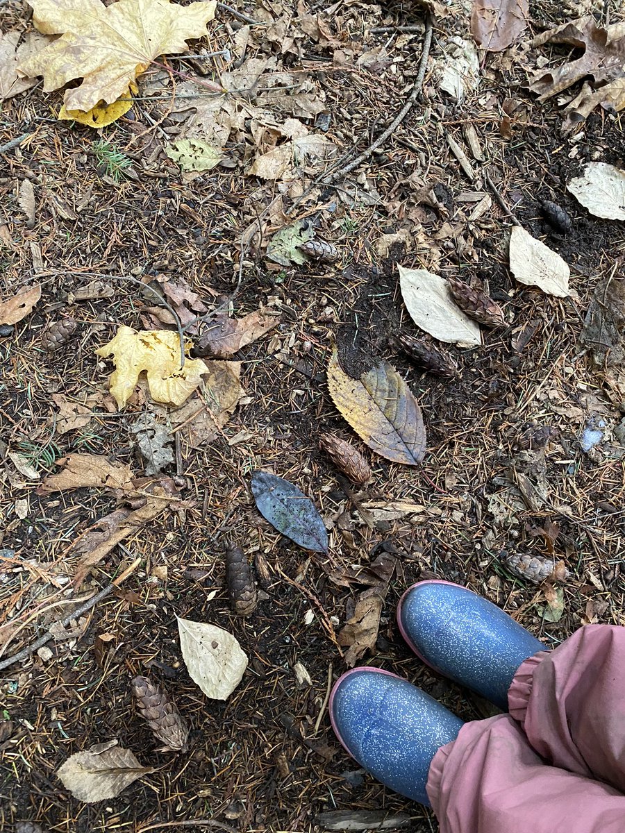 morganmonkman's tweet photo. This morning our little learners used natural materials to create their own patterns. Math in the great outdoors!  #math #patterns #outdoored #bced @SD62_Sooke @UVicEducation https://t.co/cMJGtOxN5C
