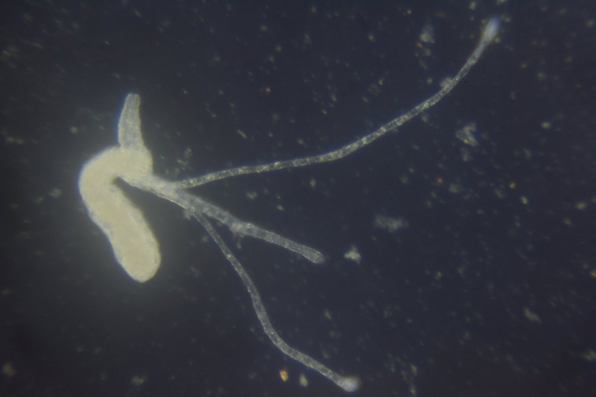 Chironex fleckeri polyps are here again. We have had spawning #boxjellyfish and successful planula, so here we are again #studying what these animals are all about. This is a 4 tentacle creeping #polyp