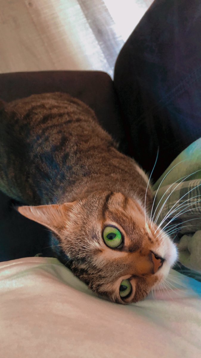 FynnItz's tweet photo. @sleepypuffy my cat :D https://t.co/OodVibJb00