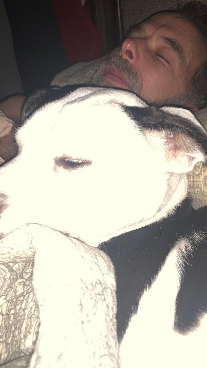 Kremmling's tweet photo. Athena insists on sleeping on the pillows between our heads. https://t.co/KdaYkFwL66