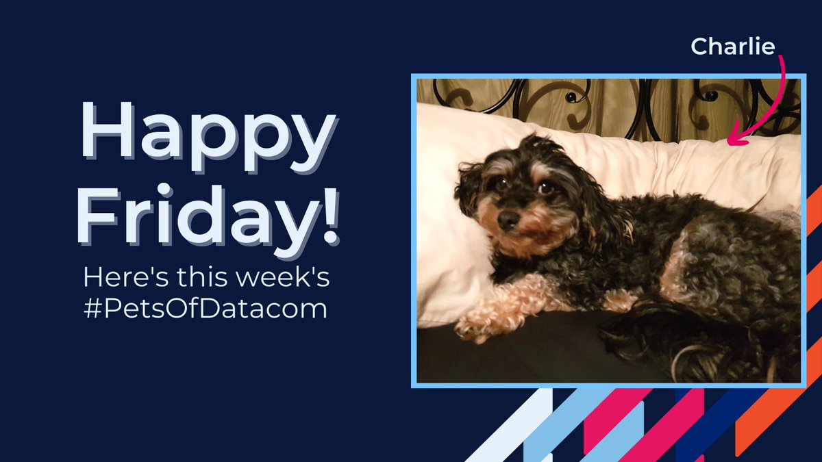 Datacom's tweet photo. Happy Friday from Charlie, this week's #DogsOfDatacom. He's pretty sure this is his bed and you can't prove otherwise. #PetsOfDatacom https://t.co/h9uOzOuR7E