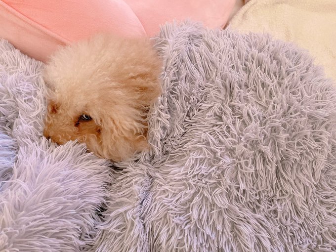 ぬくぬくして、眠りに入るチャチャ🐶 https://t.co/1uhccPvdKk