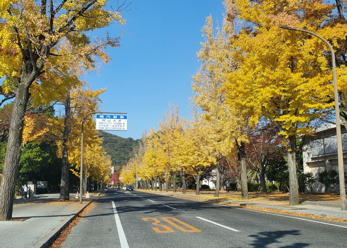 papa_pantsu's tweet photo. 黄葉👀‼️
岡山大学のイチョウ並木🍁
ばんこ♥️ですよ～😎 https://t.co/yWGxLBT5zC
