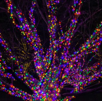 OpenCanopyTree's tweet photo. Did you know we hang Christmas lights on outdoor trees? Our latest blog post shows the doโs and donโts of wrapping lights on big trees: https://t.co/w8dWzcViw0.
#christmaslights #arboristlife #opencanopytree #yycliving https://t.co/sIrV5dk788