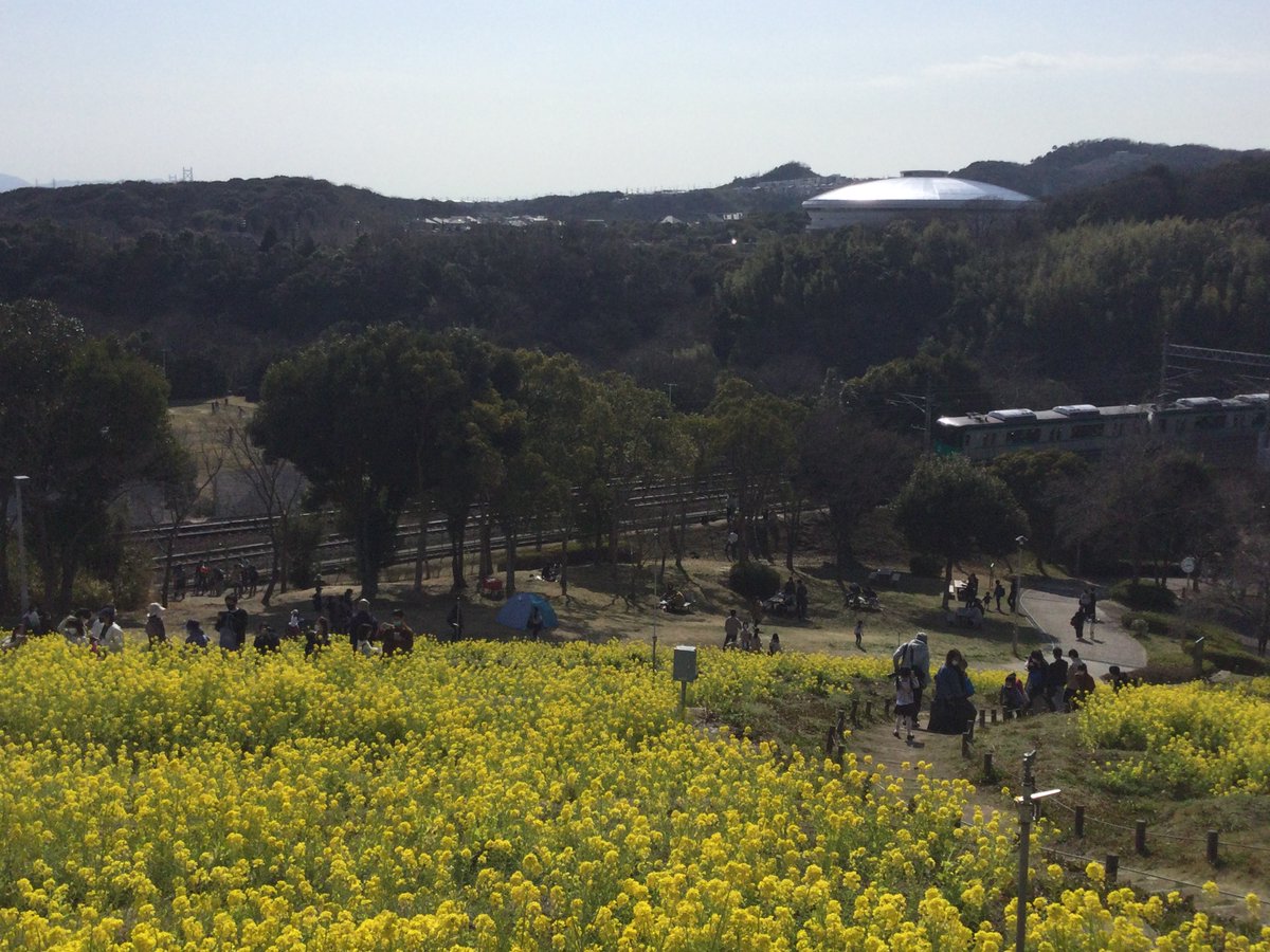 roushoki's tweet photo. 【神戸市営地下鉄沿線をジャック🚃】
本日11月19日は以下の３駅周辺で販売します❣️
三宮駅（三宮OASIS）
名谷駅（大丸須磨店）
西神中央（プレンティ）
いずれもお昼過ぎより販売しますので、お近くの方はぜひお立ち寄りください✨
（今年春に総合運動公園で撮影した菜の花畑と地下鉄の写真です） https://t.co/jXCBZbn7lI