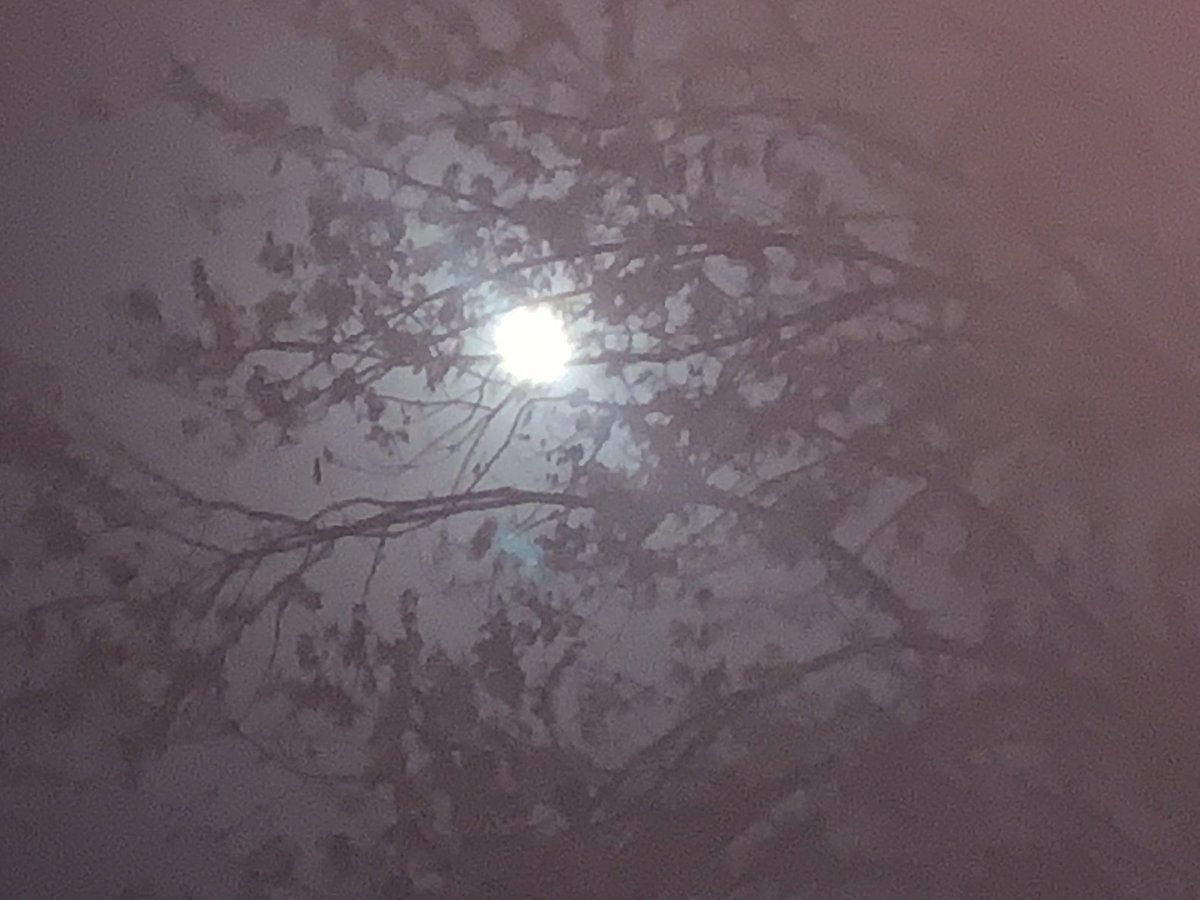 josephlamport's tweet photo. The moon and I are
On intimate terms tonight
In a flimsy leaf gown
#haiku #phoku https://t.co/5Vpd2P8BEx