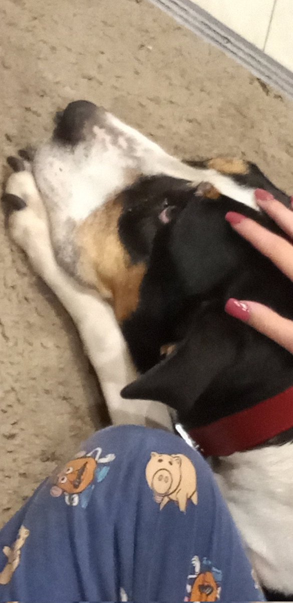 King_Zeke69's tweet photo. @sleepypuffy She got put down a couple days ago.. https://t.co/HS6LqznX2Y