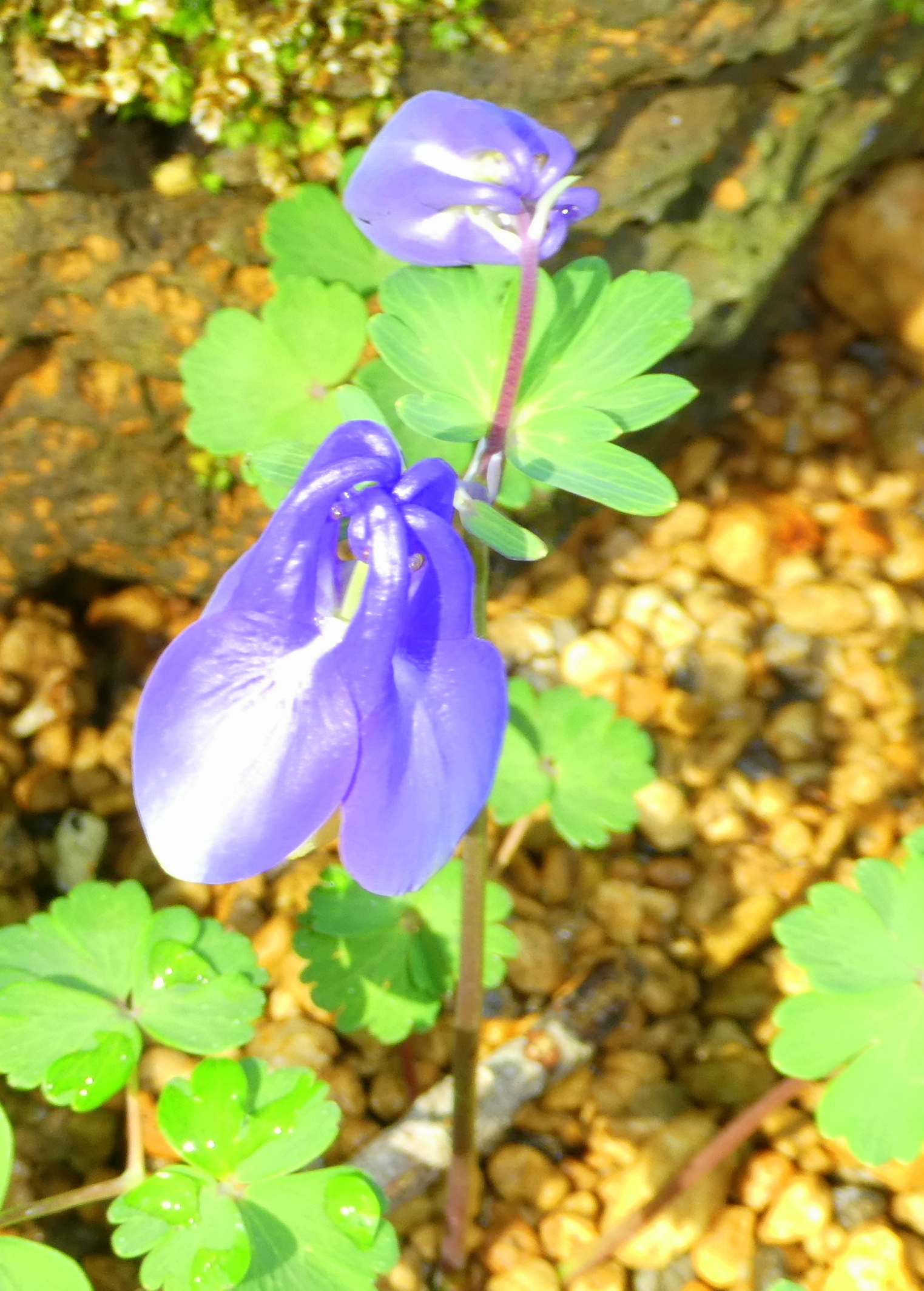 Pukupuku お返しはゆっくりと Rt Nekusasumk さくやこの花舘にて以前に写させて頂いた花です チシマルリオダマキの花 原産地は千島列島だそうです 花言葉は必ず手に入れる T Co I5dn8orpjy Twitter