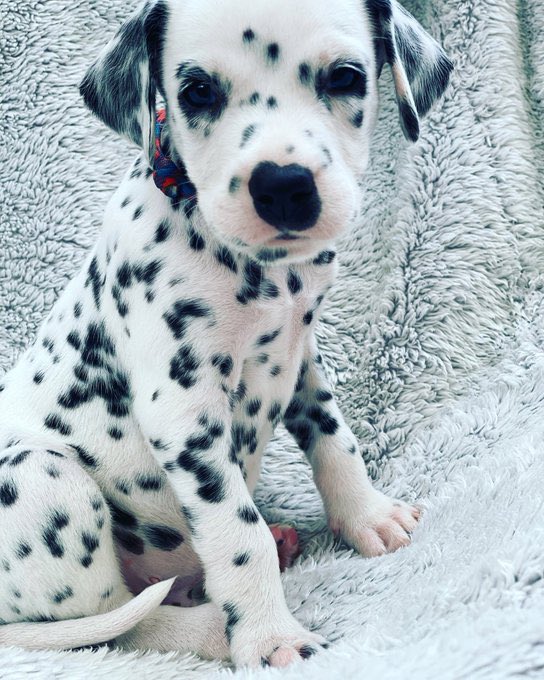 River the Dalmatian.