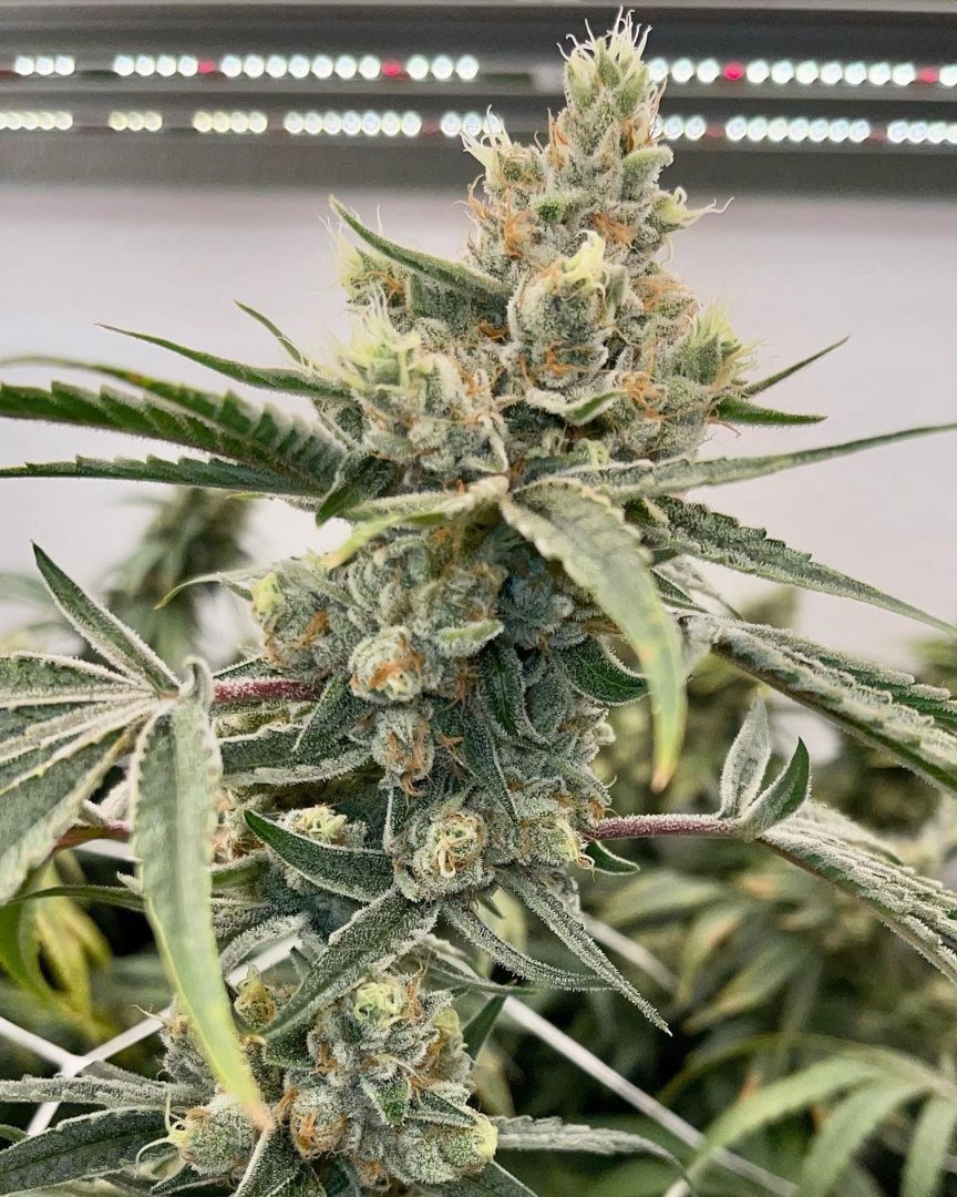 GeeklightC's tweet photo. Master's work!
Grow under Geekbeast Plus
https://t.co/heSw8wL7Or

#geeklight #GeekBeast #geekbeastplus #geekbeast630 #geekbeastplus630 #geekbeast630plus #ledgrow #ledgrown #ledgrowlights #ledgrowlight #ledplantlight #ledgrowlightbar #lm301h #lm301b #growlightS https://t.co/fJqBj0i7jw