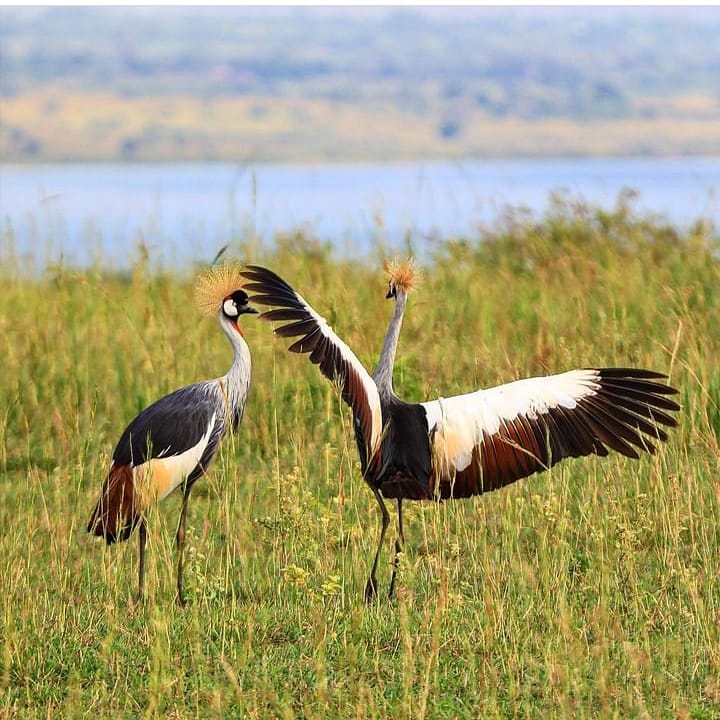 loves_uganda tweet picture
