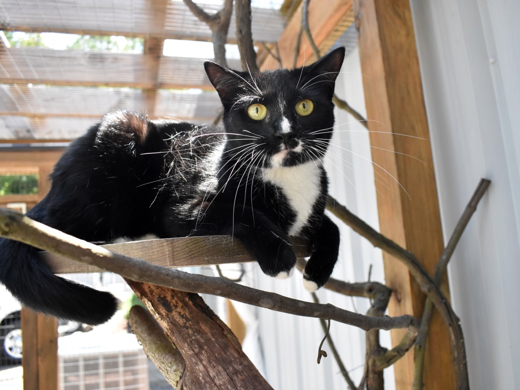 Do you have a business, warehouse, or barn you want to keep free of rodents? SPCA #WorkingCats are up to the job! 😸 Working cats can be feral or friendly, and in exchange for food, water, & shelter, they will gladly protect your property. Learn more at spcawake.org/workingcats