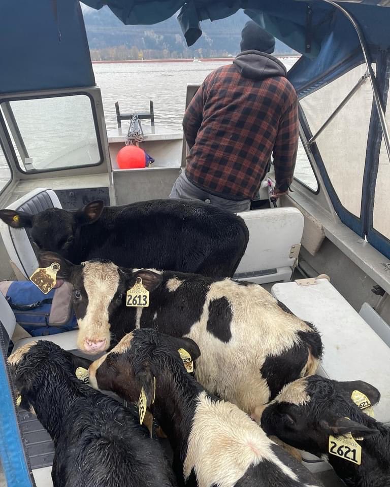 Michele Brunoro on Twitter "More calves rescued today from the flood
