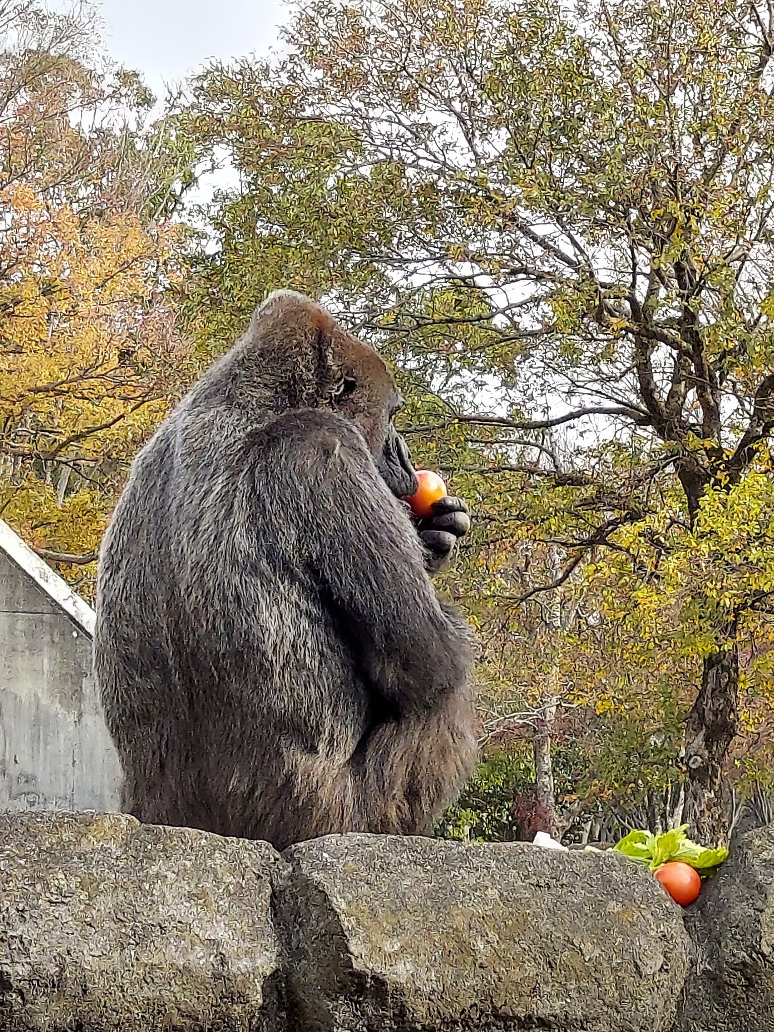 千葉市動物公園 公式 ローラは 今朝もトマトひとすじ 浮気はしません 飼1 千葉市動物公園 今日のローラ T Co 3nvtmaisfq Twitter
