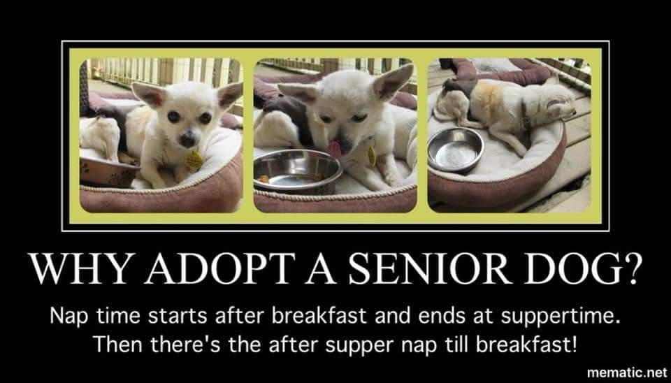 #misfitmanordogrescue #adoptdontshop #rescuedogsofinstagram #fosterdogsofinstagram #thereisahomeforthemall #dogsofinstagram #seniordog #specialneedsdog