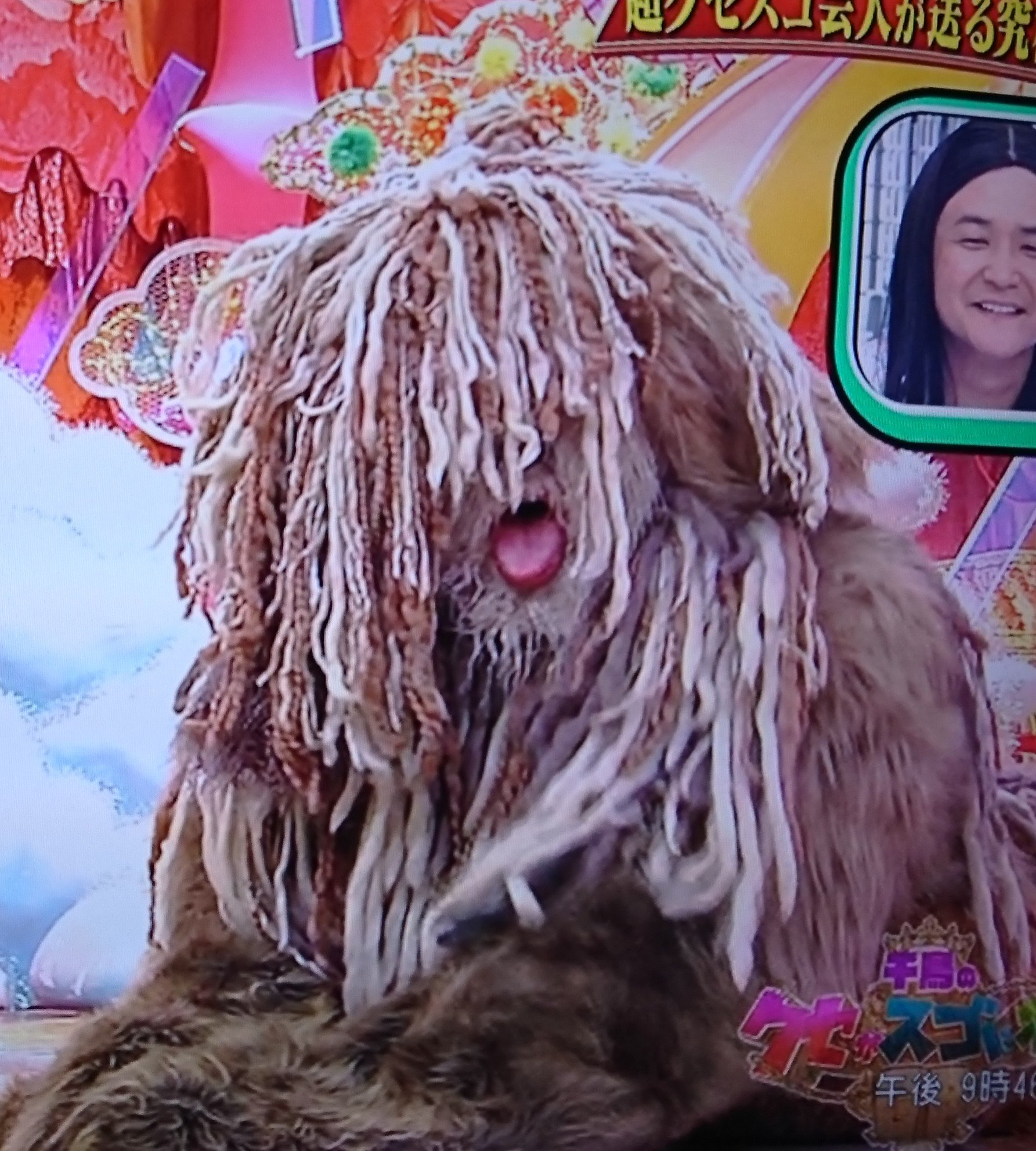 ノリコ酒 千鳥のクセスゴ芸人gp でロバート秋山の扮した犬が卓球の愛犬そっくり くそワロタw T Co Lgmodmcfll Twitter