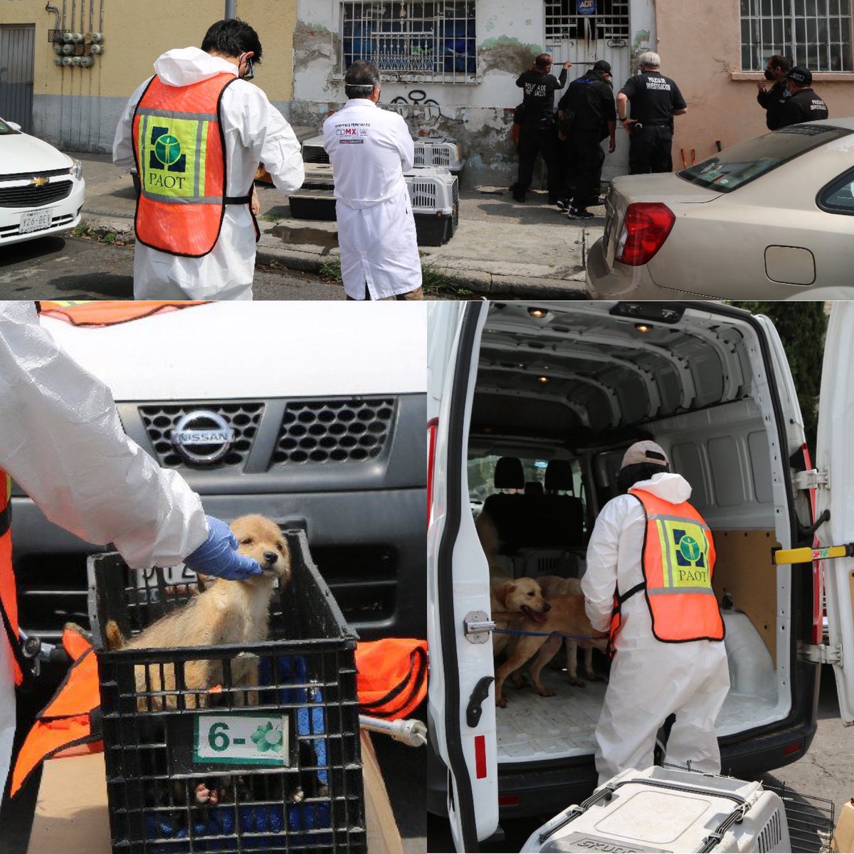 Logramos primera sentencia condenatoria por maltrato animal de una denuncia penal presentada por <a href="/PAOTmx/">PAOT</a> Acusado enfrentará 2 años 1 mes de prisión, multa, no podrá recuperar a sus animales, ni volver a tener perros ni gatos. Esto es resultado de la coordinación con <a href="/FiscaliaCDMX/">Fiscalía CDMX</a>