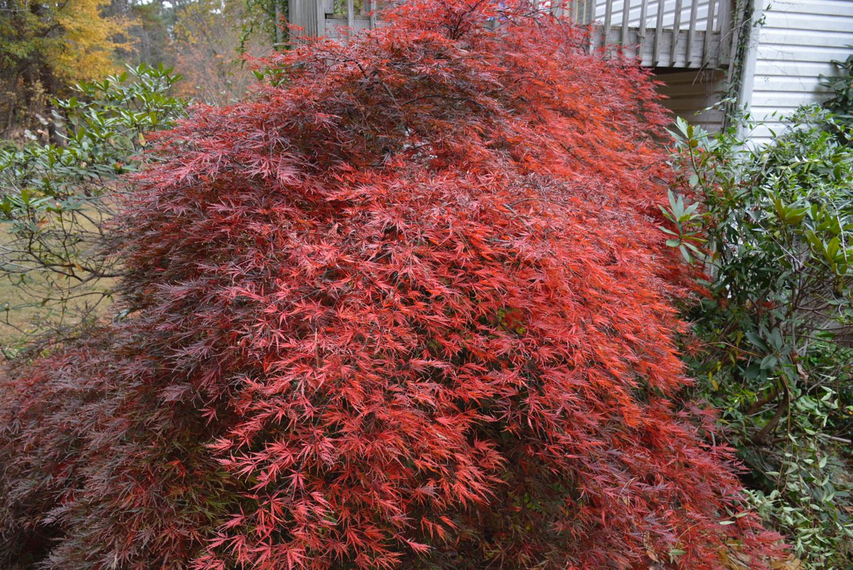 Thursday November 18th 2021. I planted my Japanese Maple (Acer Palmatum "Crimson Queen") 20 years ago and every Fall I am reminded why... bit.ly/3121pzc #thelandscapegardenersphotojournal #gardening #japanesemaple