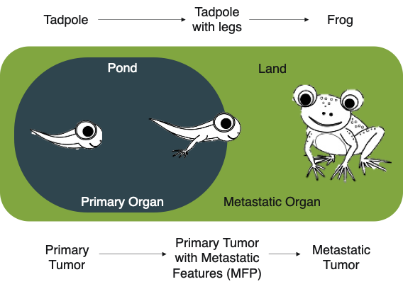 biaobinjiang's tweet photo. Thrilled to announce my postdoc study at @JiguangWang lab published today on @NatureComms that captures primary tumors at high metastatic risk through machine learning of large-scale genomic data. A cartoon was made to elucidate the logic behind: https://t.co/IP8H7UWwLq