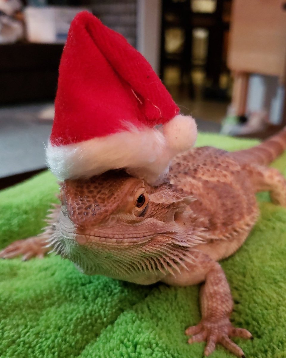 MoreLizard's tweet photo. https://t.co/ThlU2wuSDS
