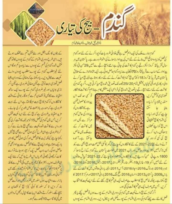 Muhamad__Mohsin's tweet photo. #wheatcompaign
#wheat
گندم کی پیداواری ٹیکنالوجی https://t.co/Ib2Kztfrjd