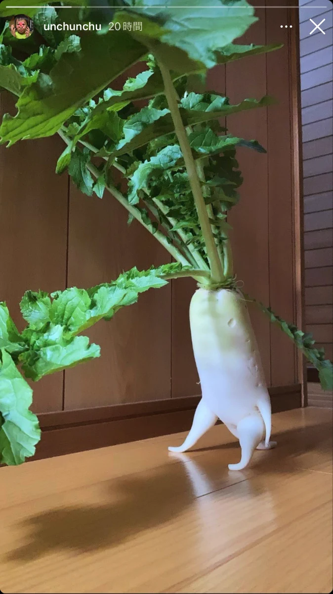 なんて魅力的な大根！今まさに走ろうとしてるｗｗ