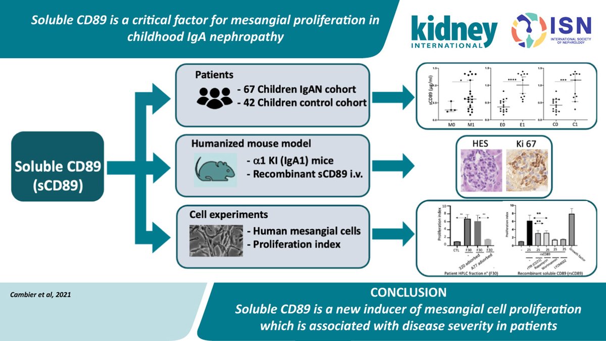 Kidney_Int's tweet photo. Soluble #CD89 is a critical factor for mesangial proliferation in childhood #IgA_nephropathy
https://t.co/sfexK1HxEj
@hopitalbichat https://t.co/9ziBFdvjuY