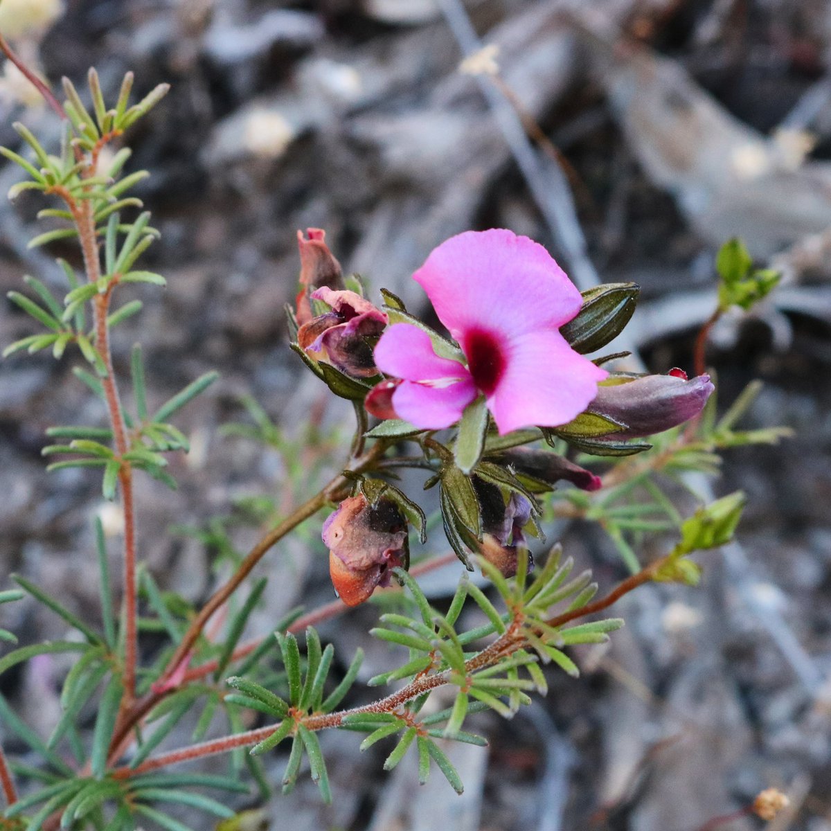 jason_nge's tweet photo. Gompholobium shuttleworthii (#Fabaceae) flowering at Wandoo NP, Western Australia. ๐ท
#Gompholobium #GompholobiumShuttleworthii #waflora #australiannativeplants #Australianflora #OzFlora #australianwildflowers #biodiversity #biodiversityHotspot #nature #wildflowers #botany https://t.co/TIwvZPyj2W
