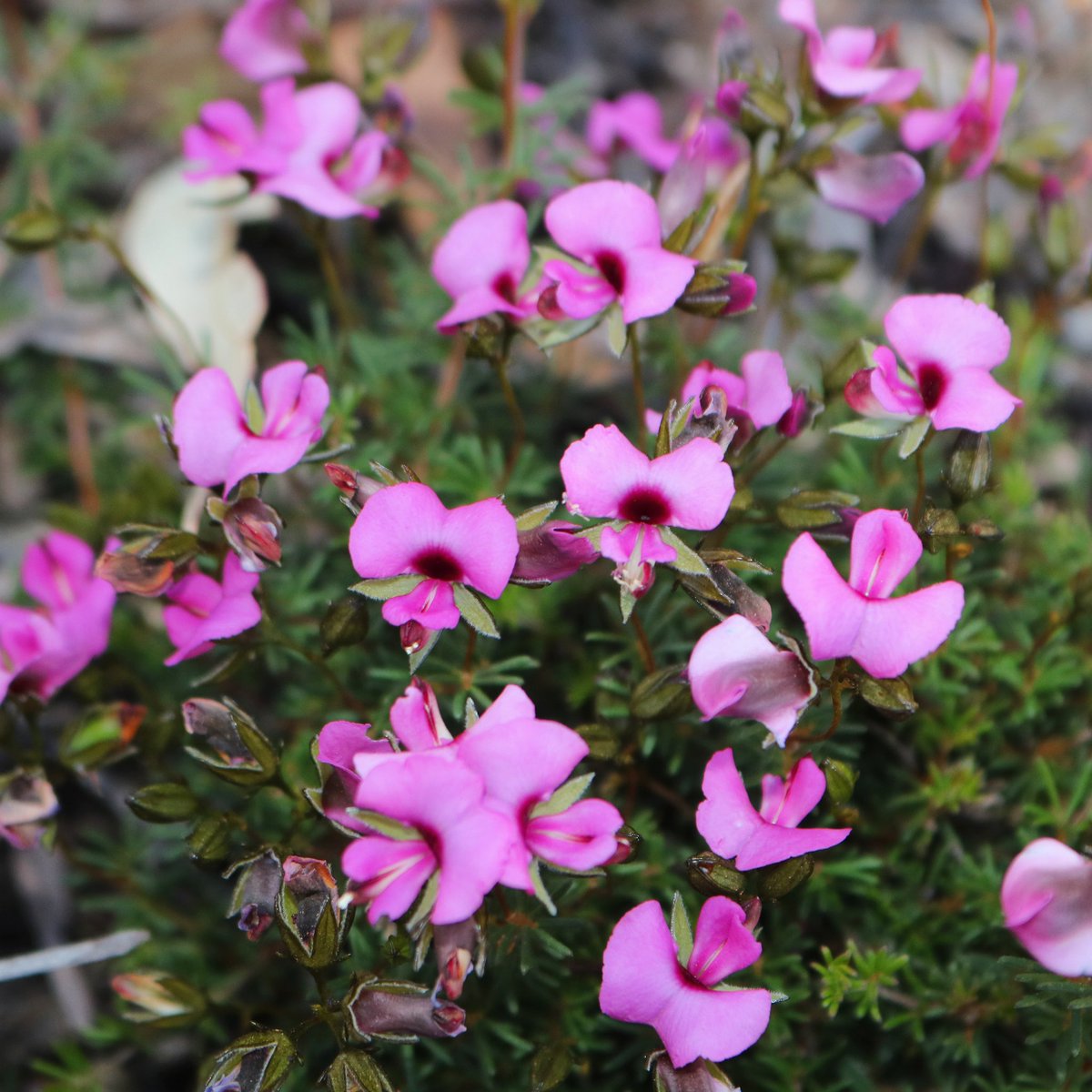 jason_nge's tweet photo. Gompholobium shuttleworthii (#Fabaceae) flowering at Wandoo NP, Western Australia. ๐ท
#Gompholobium #GompholobiumShuttleworthii #waflora #australiannativeplants #Australianflora #OzFlora #australianwildflowers #biodiversity #biodiversityHotspot #nature #wildflowers #botany https://t.co/TIwvZPyj2W