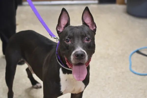 BAM BAM #128843 WAS CLEARLY BEATEN BY A MAN, fears men, so the only solution is to kill this gorgeous boy on Saturday? Found abandoned in an empty Bronx lot and is still increasingly social. Save him with pledges via <a href="/tomjumbogrumbo/">Keith Olbermann's Dogs</a> PLEASE RT BAM BAM! m.facebook.com/photo.php?fbid…