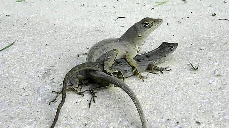 прыткая ящерица откладывает яйца. яйца гаттерии. размножение пресмыкающихся ящерица. прыткая ящерица размножение. прыткая ящерица откладывает яйца.