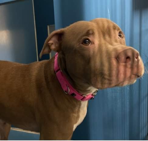 JUAN #130273 OVERCAME FEAR TO MAKE FRIENDS <a href="/NYCACC/">Animal Care Centers of NYC</a> so naturally they’ll kill him anyway Saturday. 4 year old stray, can be saved with Rescue Training Pledges via @tomjumbogrumbo PLEASE RT JUAN! m.facebook.com/photo.php?fbid…