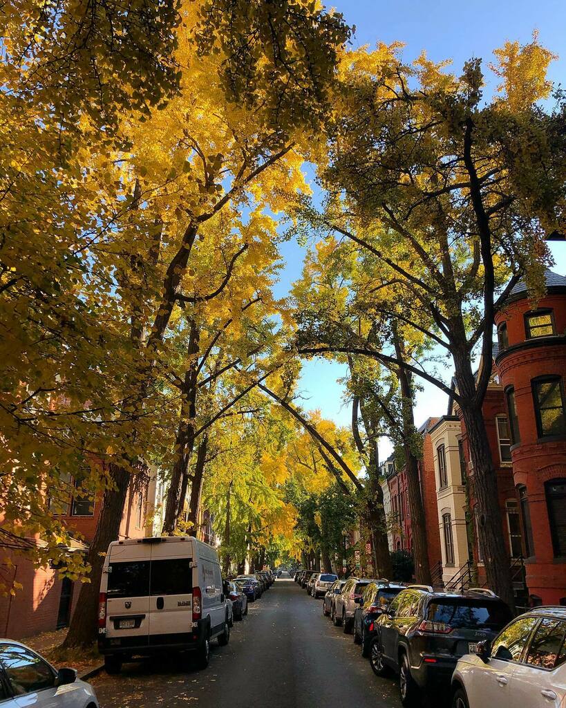 rabbitearz93's tweet photo. what a stunner #ginkgo #swannstreet #washingtondc #fallvibes #acreativedc https://t.co/9S8Q3sJFjf https://t.co/YMnHVo4WgF