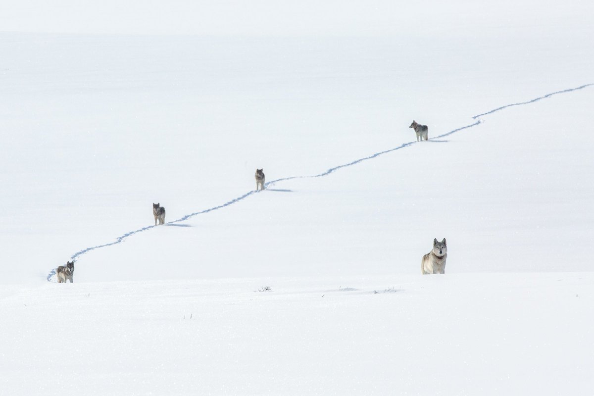 Revealednnature's tweet photo. Wolves are made for winter. Their secret lies in the design of their paws. A wide round shape, and thin webbing between each toe enables each paw to function as a snowshoe. In the search for prey, a pack of wolves may cover 30 snow covered miles in a day. https://t.co/5xZcfnwPwq