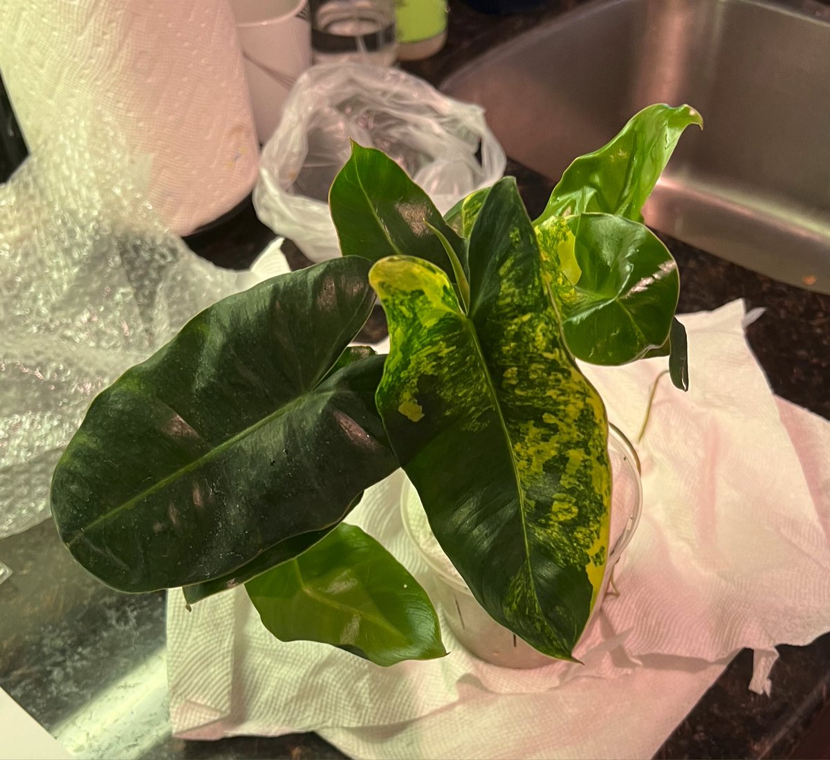 aroidlife's tweet photo. Absolutely in love with the newest member of our family - Philodendron Burle Marx Variegated! It’s leaves are just stunning and this girl has so many growth points! Can’t wait to get her adjusted to the new home and growing!

#philodendron #aroid #aroidaddicts #variegated https://t.co/7tVjsAPhoM