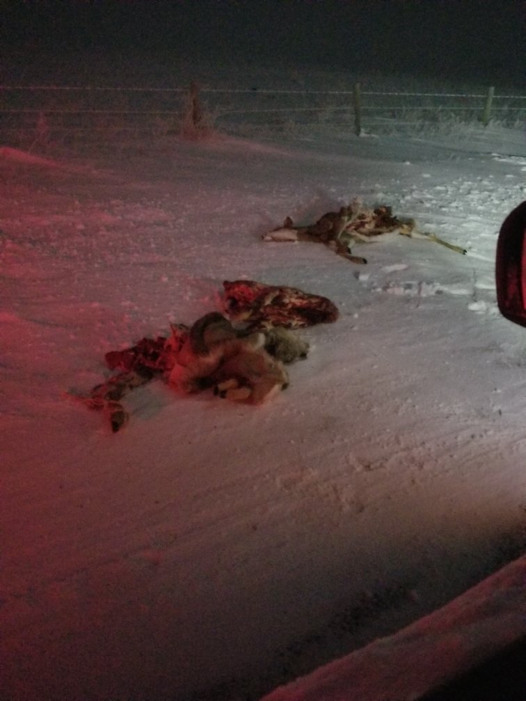 My daughter found this on the road yesterday just east of Lloydminster. People(and I use that term very loosely) like this should be shot with a ball of their own sh*t and have to eat A&amp;W beyond meat burgers every day for the rest of their life #pissmeoff
