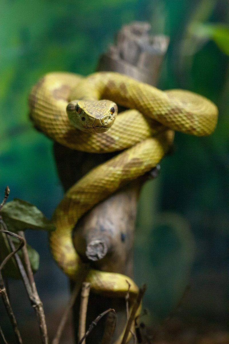 Snake Island vipers: predator or prey? - UGA Today