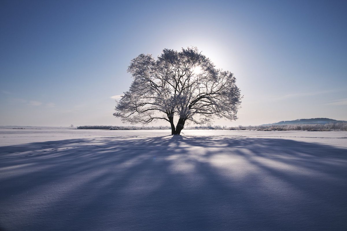 myk_designxxx's tweet photo. 真っ白な世界。
辺り一面、さらさらとした粉状の雪。
真っ白な雪の世界に一人いるイメージを思い浮かべてこのキャンドルを作りました。

ꫛᥱꪝ✨Powder Snow Candle

使用してる蝋はパーム（ヤシ）アブラヤシの実を精製した植物性のワックス。
他のワックスと違ってキラキラしてるのが特徴です。 https://t.co/pA0dmSpAD0