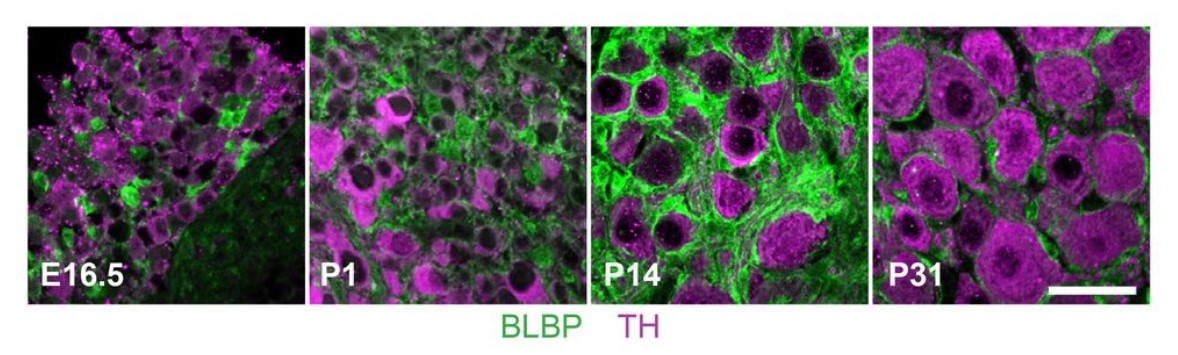 Autonomic Aus tweet media