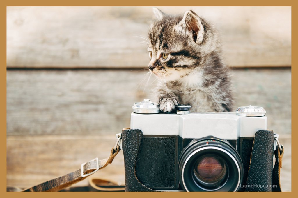 georgiehope's tweet photo. Itโs the last day to get my ebook 'SEO for Photographers' FREE on Amazon!
Find out more: https://t.co/bRSDgcI6nI
๐#SEOtips #localSEO #newrelease #SEOtraining #smallbusinessSEO #SEObooks https://t.co/PIR29VhsUg