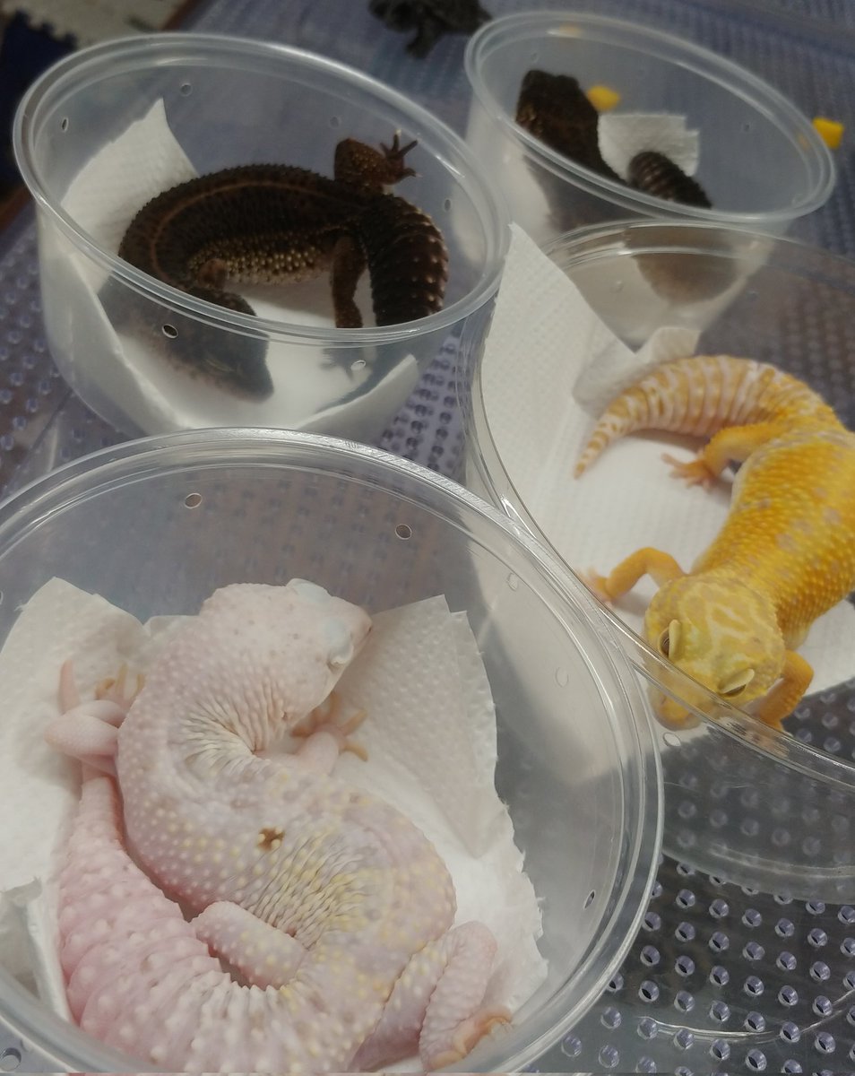 reptilestokyo_n's tweet photo. こんにちは‼️デンドロパーク名古屋店です‼️

スティーブサイクス便のレオパ・ニシアフが到着しました！ので！！！
急遽開店時間を15時とさせていただきます‼️
皆様にご迷惑をおかけしてしまい申し訳ありません🙏💦
店頭に並ぶ激ヤバラインナップをお楽しみにお待ちください‼️ https://t.co/HW6jUyd5ot
