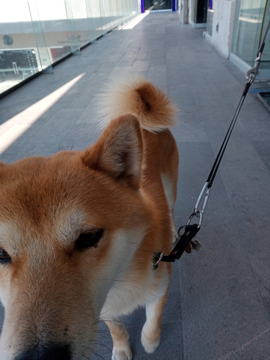 visualsalon's tweet photo. #shib is waiting for You!
#buythedip and #HODL https://t.co/LEd7yirzBF