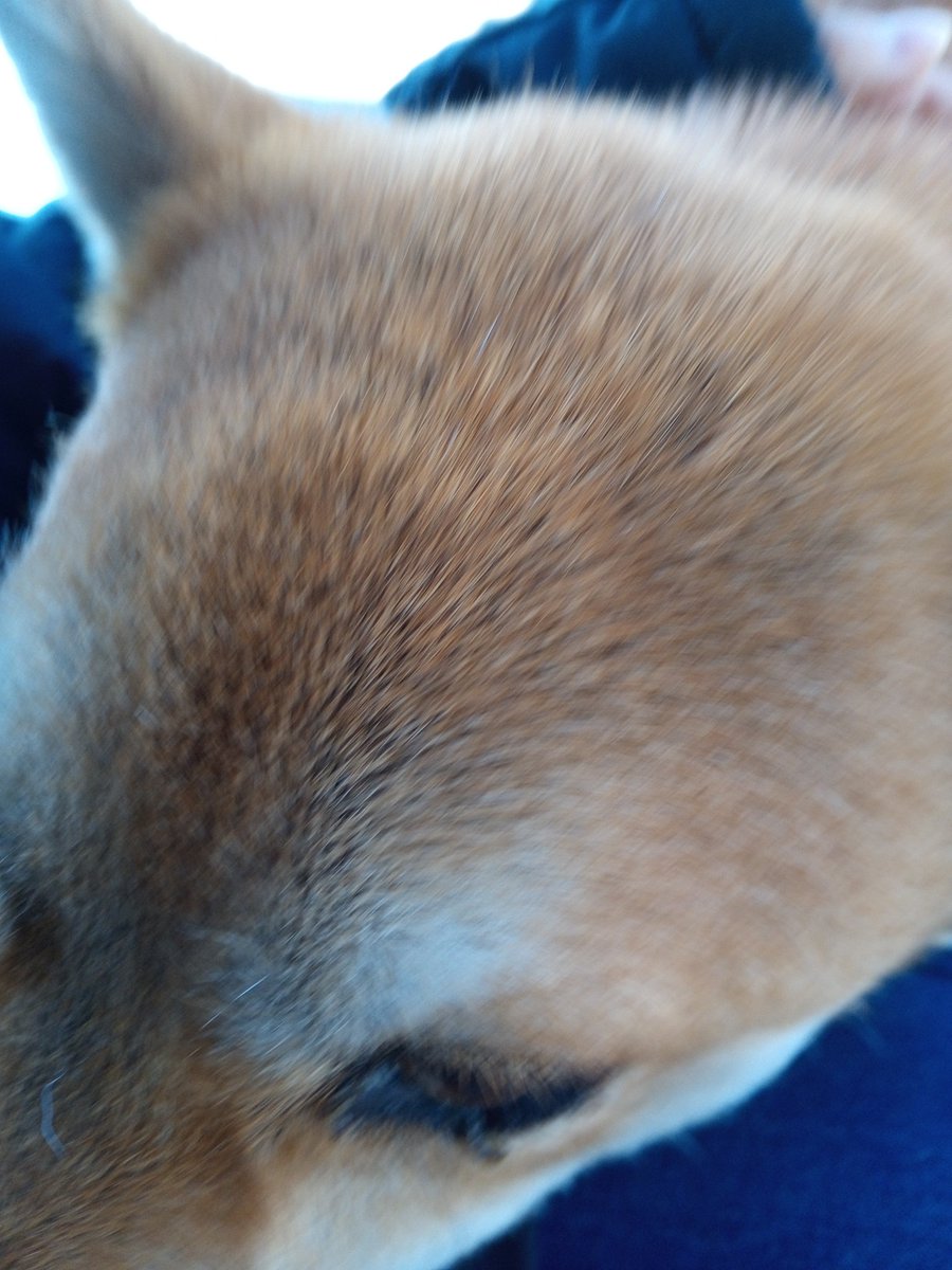 visualsalon's tweet photo. Call me irresponsable but I  can't resist and just bought more #shib
#HODL https://t.co/bl7tzTialQ