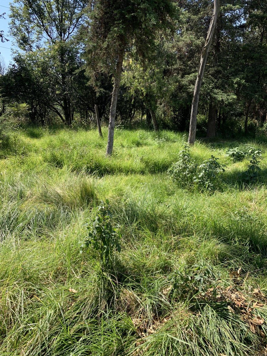 gal262's tweet photo. @lialimon @lilimontanog @AlcaldiaAO en este estado de abandono se encuentra el parque de ixtapaltongo , en verdad es urgente no hay luz la hierba está inmensa y descuidada no hay banquetas para que las personas caminen con seguridad https://t.co/a8YTrerTwV