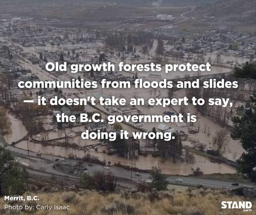 ☆☆☆☆  THANKS #STANDEARTH for this gem of knowledge, #keepnaturewild #stopOldGrowthLogging! #Ecocide kills the ecosystem services that natural lands provide. how many people have been arrested at Fairy Creek on Vancouver Island? The largest CD IN Canada History! #savewhatsLeft