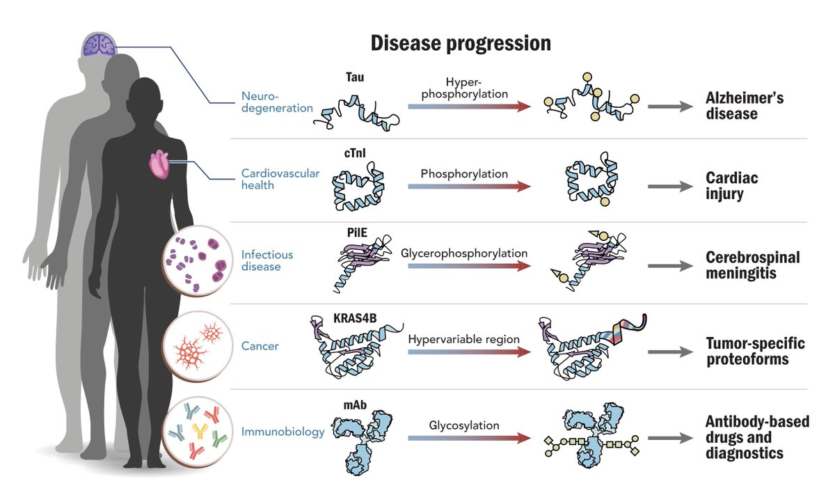ScienceMagazine's tweet photo. Scientists in @ScienceAdvances propose the Human Proteoform Project—an initiative to describe a complete set of protein forms expressed from the approximately 20,000 genes encoded in the human genome—as a critical next step in disease research. https://t.co/0M3heYHup0 https://t.co/YBayvBUl91