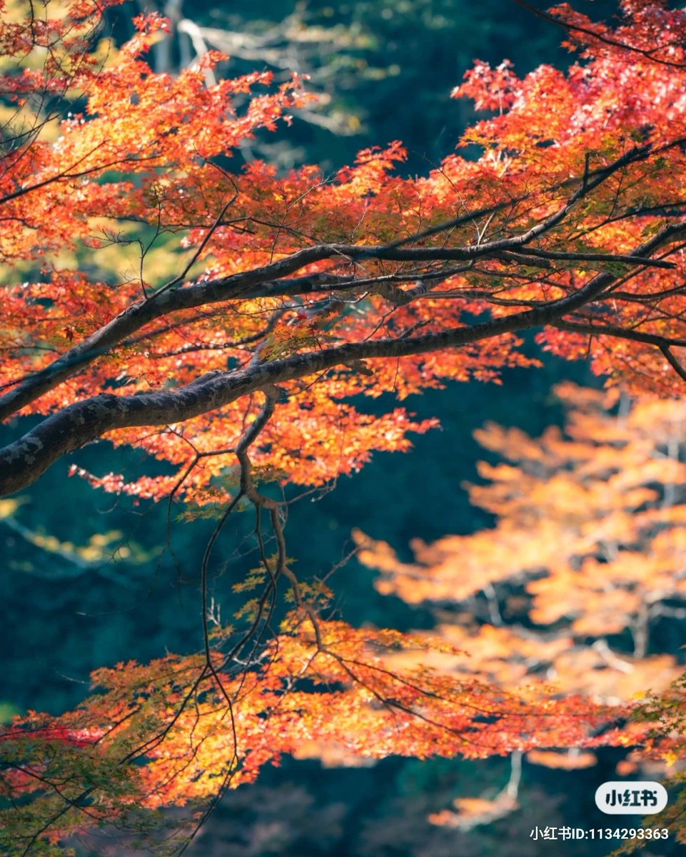 AndriMagdych's tweet photo. #日本 #红叶 #Japan #foliage #Autumnvibes #神護寺 #高尾山 https://t.co/P4ULUpvW2m