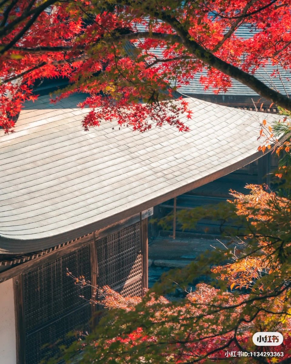 AndriMagdych's tweet photo. #日本 #红叶 #Japan #foliage #Autumnvibes #神護寺 #高尾山 https://t.co/P4ULUpvW2m