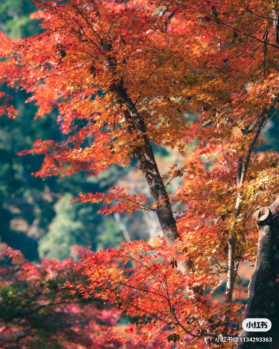 AndriMagdych's tweet photo. #日本 #红叶 #Japan #foliage #Autumnvibes #神護寺 #高尾山 https://t.co/P4ULUpvW2m